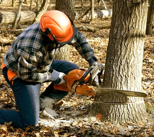 Tree Removal in Clothier, WV
